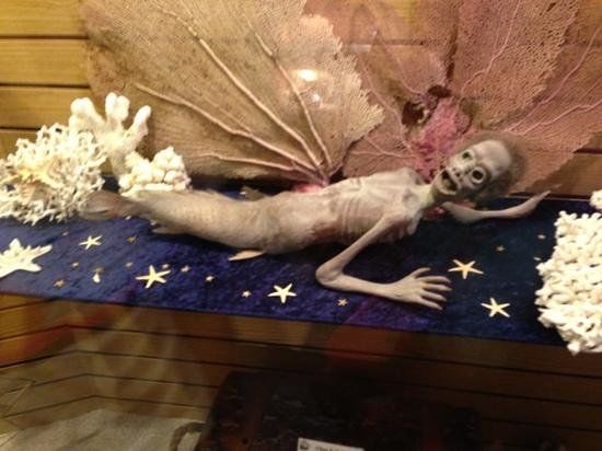 ディスカバーシー シップレック ミュージアム